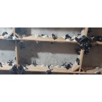 Yến Sào Phú Yên Giá TỐTTT