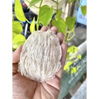 YẾN SÀO TINH CHẾ 10gr