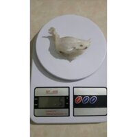 YẾN THÔ ÍT LÔNG 5G