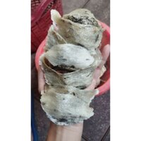 Yến Thô nhà nuôi