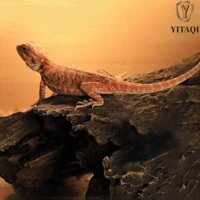 Yitaqi Lizard Hideout Cave Nhựa Terrarium Trang Trí Rắn