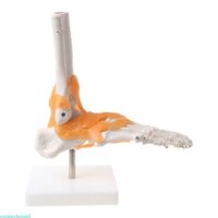 Yml3 1 1 Bộ xương người Mô hình con người Khớp giải phẫu y tế Dây chằng mắt cá chân Giải phẫu