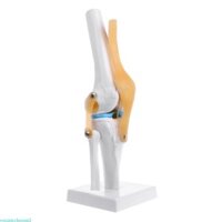 Yml3 Khớp đầu gối giải phẫu con người Mô hình bộ xương linh hoạt Hỗ trợ học tập y tế Giải phẫu