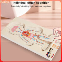 Yuxihon| Bộ Phận Cơ Thể Thân Đồ Chơi Gỗ Chắc Chắn Xếp Hình Cơ Thể 5 Lớp Cơ Thể Con Người Giải Trí Bảng Xếp Hình Đồ Chơi Giáo Dục Cho Trẻ Em Thân Trò Chơi Học Tập