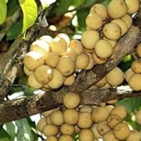 zalo: 0965008983 Cây bòn bon thái lan
