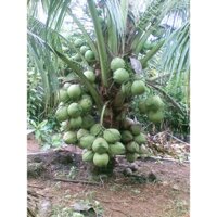 ZALO: 0965008983 Cây dừa xiêm lùn (cây giống) siêu trái