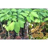 ZALO 0965008983 Cây Giống Bòn Bon Ghép