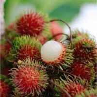 ZALO 0965008983 cây giống chôm chôm thái