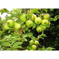 ZALO 0965008983 cây giống ổi đài loan