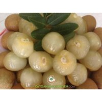 ZALO: 0965008983 Cây giống Thanh Nhãn Siêu trái.