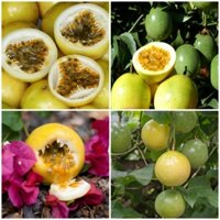 zalo: 0965008983 Cây giống chanh leo vàng ( chanh colombia) thuần chủng F1