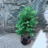 ZALO: 0965008983 Cây Mai Chiếu Thuỷ