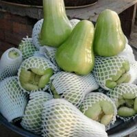 ZALO: 0965008983 Cây mận xanh tam hoa hoặc quả roi