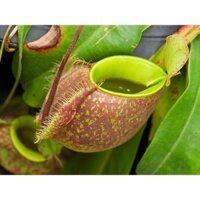 ZALO: 0965008983 Cây Nắp Ấm