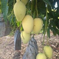 ZALO: 0965008983 cây xoài cát hoà lộc, cây ghép