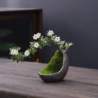 Zen Hình Cây Cảnh Chậu Hoa Tháng Sáu Tuyết Cliff Phnom Penh Trong Nhà Để Bàn Hình Hoa Nhỏ Chậu Cây Nhỏ Cọc Cũ Cây Cảnh Kích Thước Nhỏ