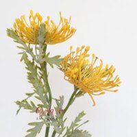 ZSAN HÔ VÀNG 2 NHÁNH