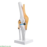 Zwinz1aa Khớp đầu gối giải phẫu con người Mô hình bộ xương linh hoạt Hỗ trợ học tập y tế Giải phẫu