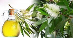 11 tác dụng thần kỳ của tinh dầu tràm đối với trẻ nhỏ và phụ nữ