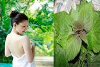 18 tác dụng của lá tía tô với bà bầu, trẻ sơ sinh, làm đẹp và trị bệnh nhanh khỏi