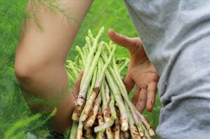 22 loại rau lợi sữa cho mẹ sau sinh nuôi con khéo lại giảm cân nhanh