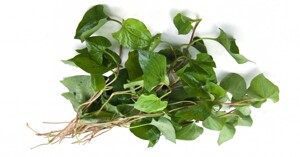 7 cách trị mụn bằng rau diếp cá hiệu quả phù hợp với mọi loại da