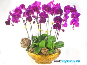 8 loại hoa nên cắm trong ngày Tết để rước lộc vào nhà