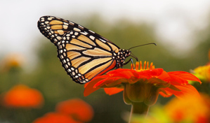 8 mẹo nhỏ giúp bạn chụp ảnh sắc nét hơn