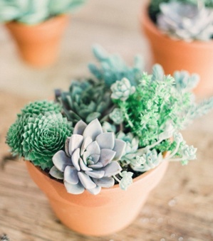 9 loài cây cảnh dễ trồng, sống không cần nước