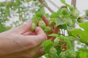 Bí mật về hoa bia của 12 hãng bia nổi tiếng sử dụng và giá cả chi tiết