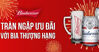 Bia Budweiser của nước nào ? Giá bia Budweiser 2019 bao nhiêu tiền ?
