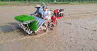 Các thương hiệu máy cấy lúa Việt Nam "ngon, bổ, rẻ" cho bà con nông dân
