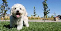 Cách chăm sóc và chọn sữa tắm phù hợp cho chó Poodle trắng