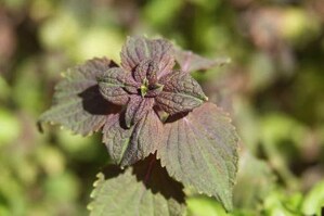 Cách trị rôm sảy cho bé bằng lá tía tô an toàn hiệu quả vào mùa hè