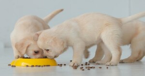 Chó con ăn gì để không bị tiêu chảy? Hướng dẫn chọn thức ăn theo độ tuổi