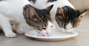 Cho mèo 2 tháng tuổi ăn gì tốt nhất?
