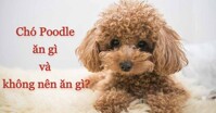 Chó Poodle ăn gì và không nên ăn gì để khỏe mạnh?