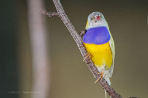 Đánh giá ống kính Nikon 1 70-300mm f/4.5-5.6 VR (Phần cuối)