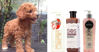 Đâu là sữa tắm cho chó poodle nâu đỏ tốt và phù hợp nhất?