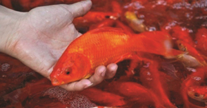 Giá cá chép trên thị trường phục vụ cúng ông Công ông Táo bao nhiêu ?