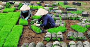 Hướng dẫn cách gieo mạ đúng chuẩn cho máy cấy lúa các loại