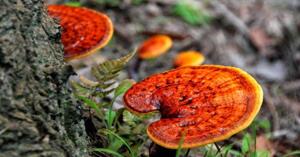 Nấm Linh Chi đỏ có tác dụng gì đối với sức khoẻ con người?