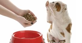 Nguyên nhân khiến chó biếng ăn là gì? Loại thức ăn nào tốt nhất cho chó?