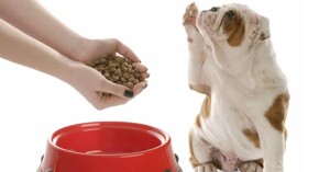 Nguyên nhân khiến chó biếng ăn là gì? Loại thức ăn nào tốt nhất cho chó?