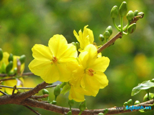 Những điềm lành và những điều người Việt cần kiêng kỵ trong 3 ngày Tết