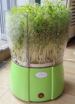 Những điều cần lưu ý khi trồng rau mầm với máy làm rau mầm