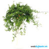 Những loại cây lọc khí tốt nên đặt trong nhà