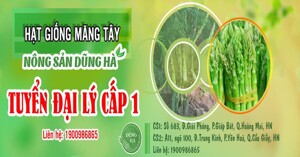 Nông sản Dũng Hà - Doanh nghiệp đưa măng tây và giống măng tây phát triển nở rộ trên thị trường