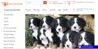 Petsaigon.vn – Chuyên cung cấp thức ăn và phụ kiện cho thú cưng