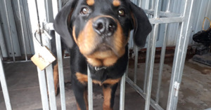 Thức ăn cho chó đực phối giống cần những gì? Loại nào tốt nhất?